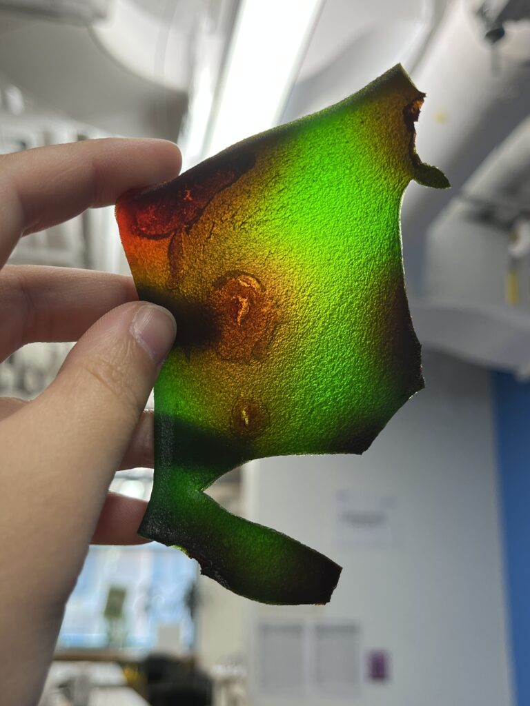 Piece of multi-colored bioplastic held up to the light.