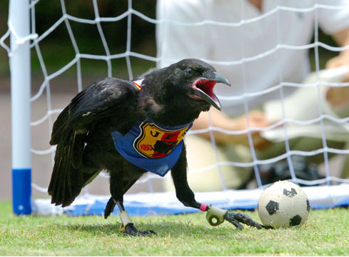 http://itp.nyu.edu/projects_documents/1176151461_crow-soccer.jpg