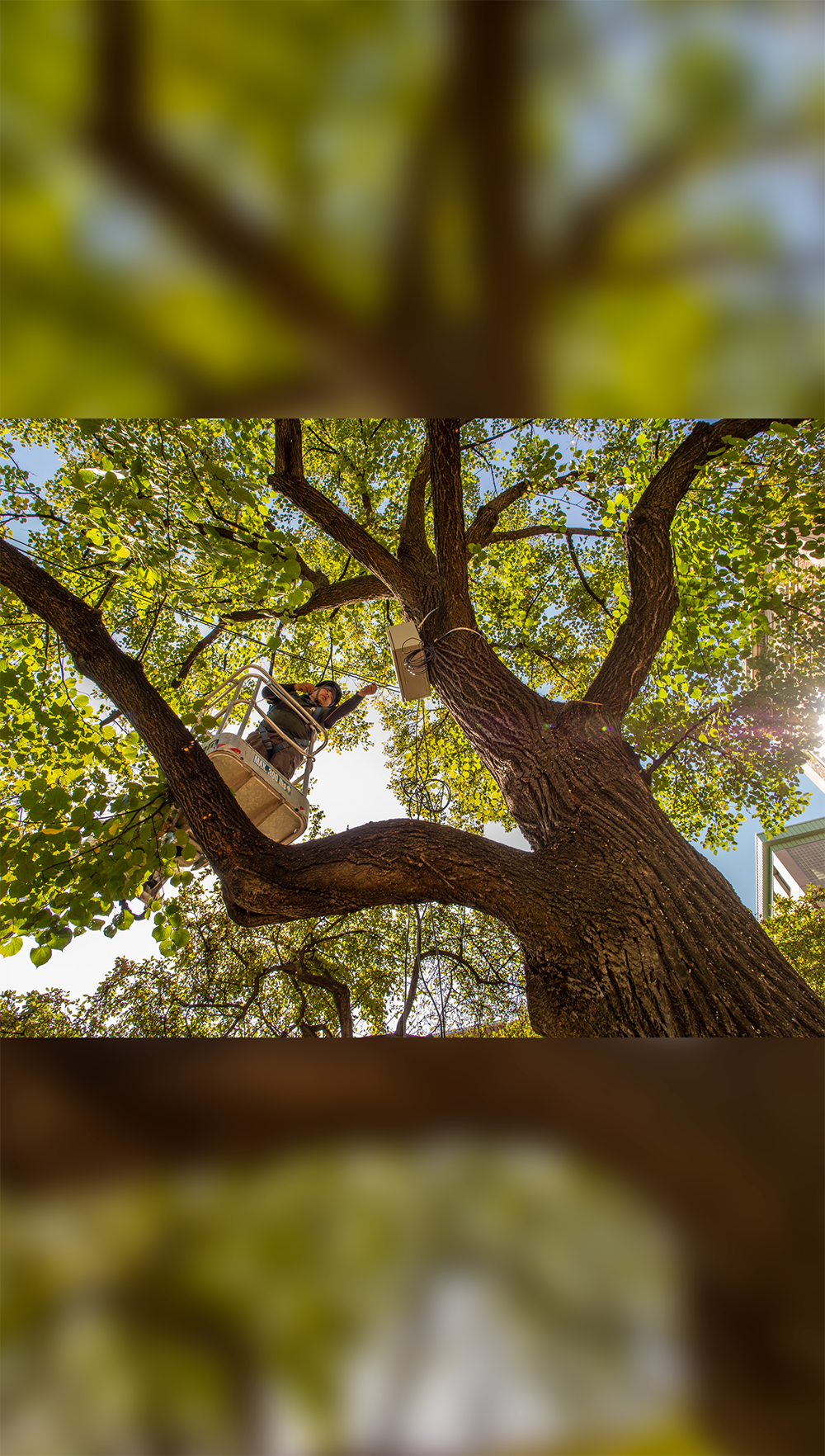 Arborist installing equipment on a tree