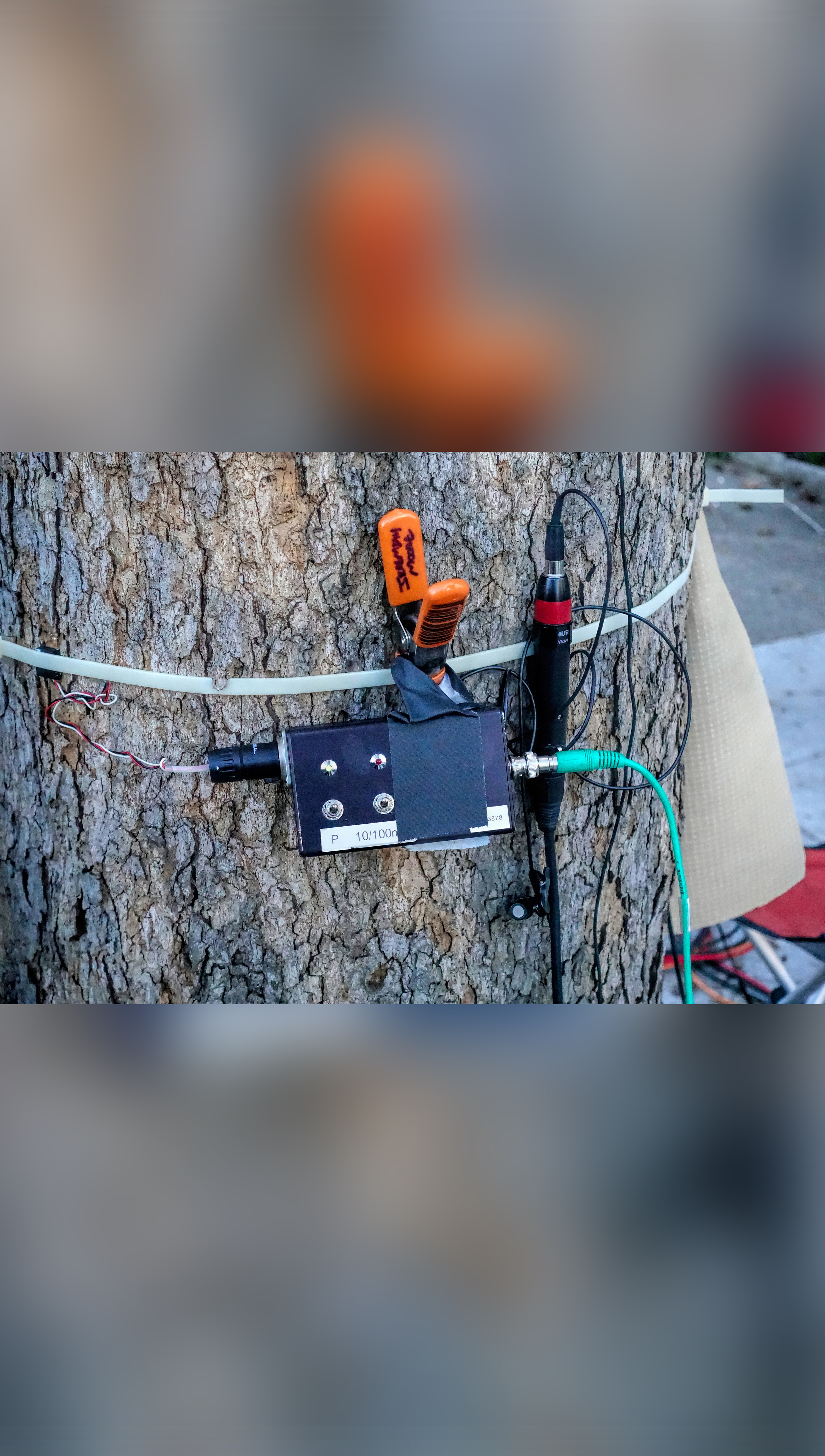 Tree trunk with attached equipment