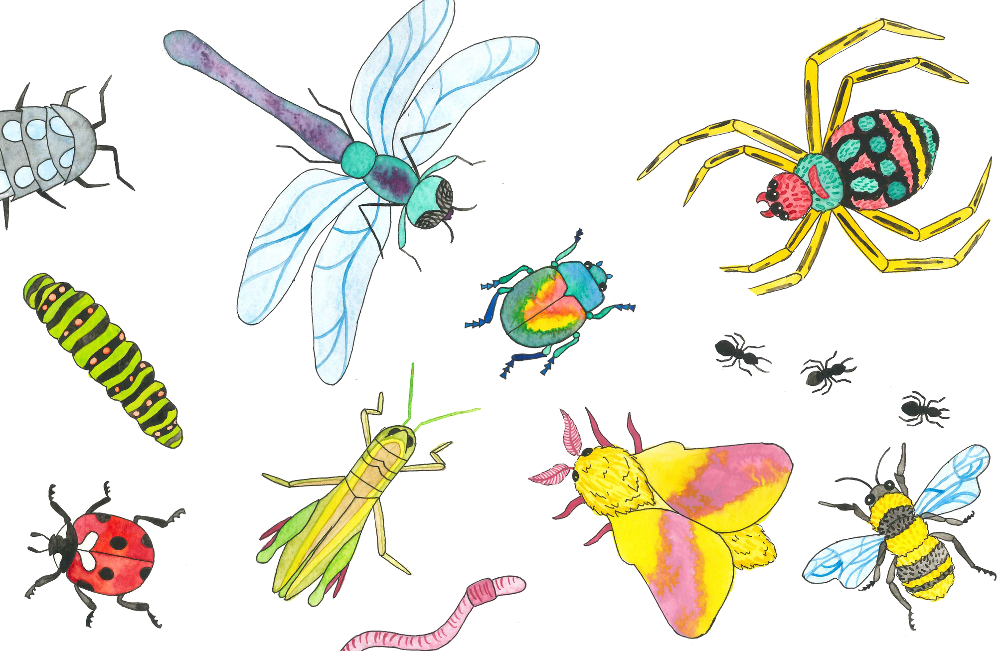 A hand-drawn illustration of a variety of bugs including a butterfly, a spider, a dragonfly, a bee, a worm, a moth, a ladybug, a beetle, and a earthworm against a white background.