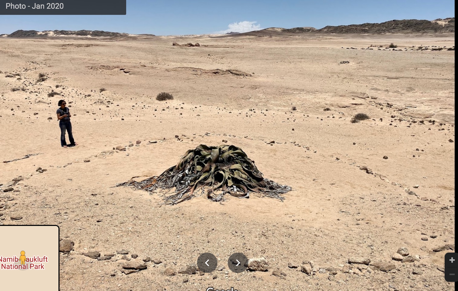 In Namibia, a woman seems moved by the presence of a dried up plant entity.