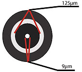 Cross section of single mode fiber cable.