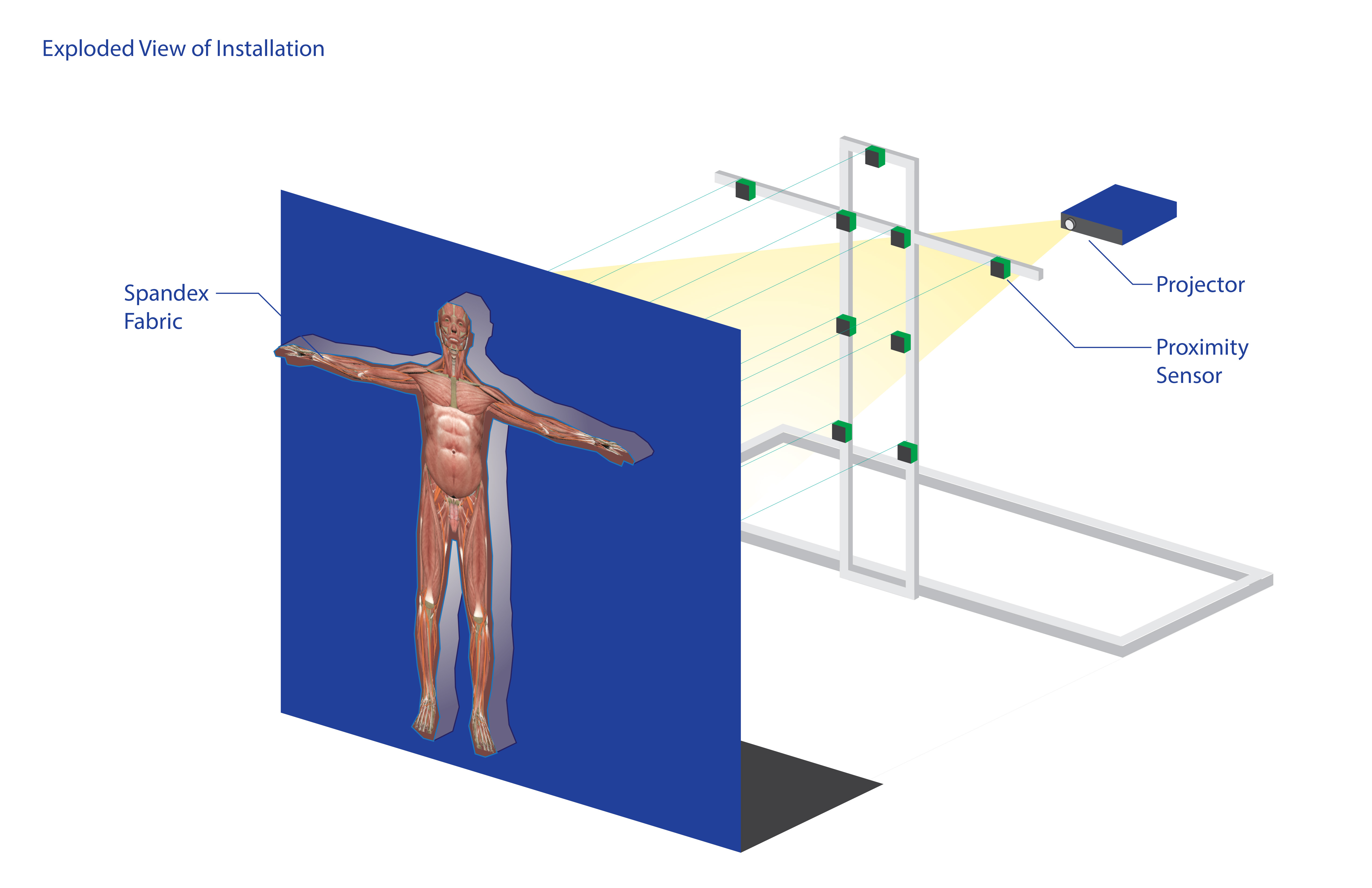 Interactive 3D display of human anatomy