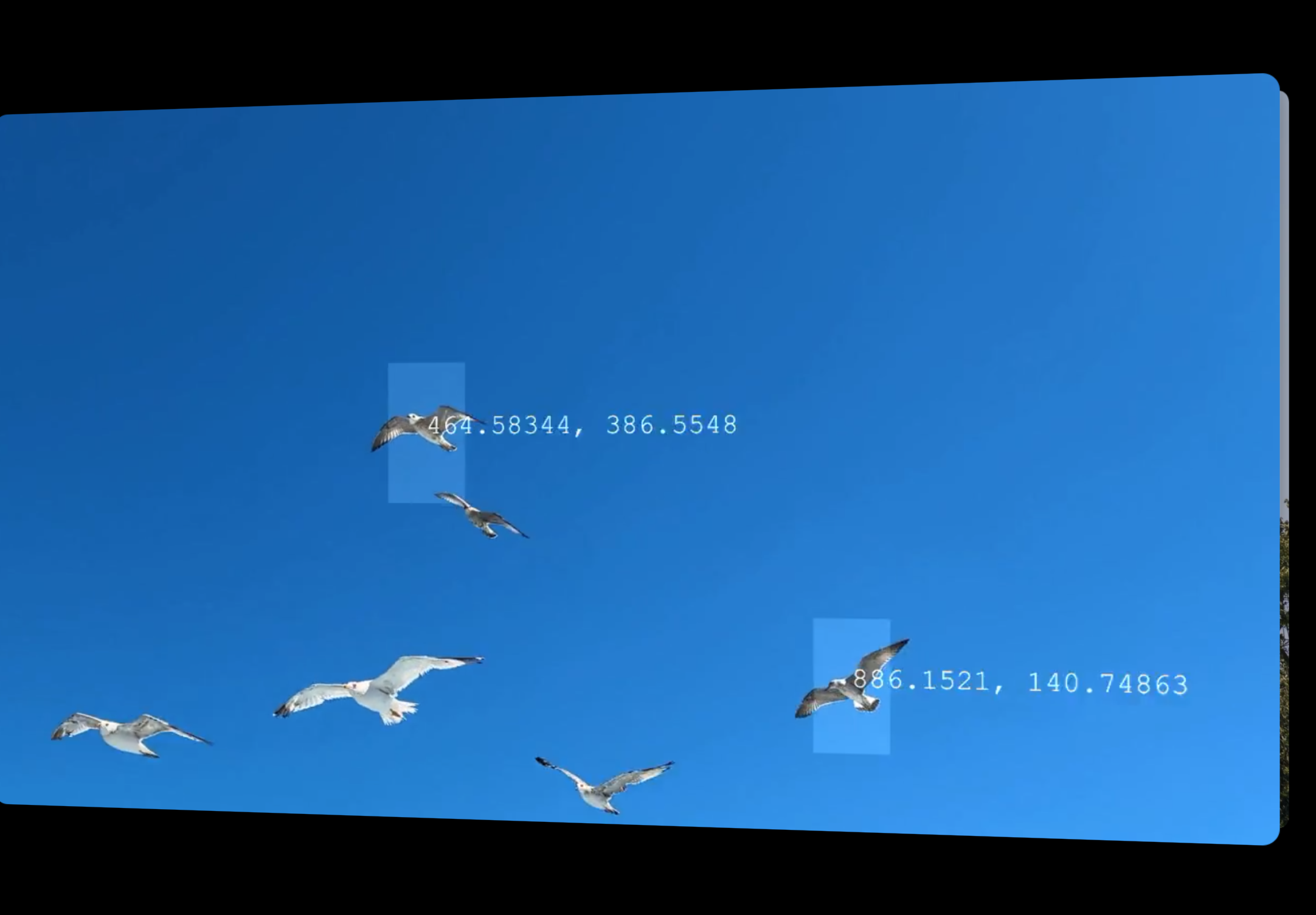a flock of gulls with bounding boxes and data points on them