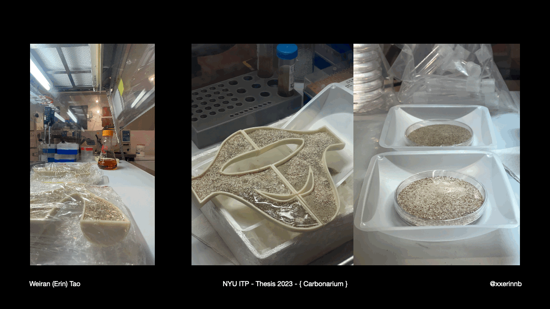Preparing inoculation towards potential sand and eggshell substrate, to provide rooms for bacteria growth and possible biomineralization process.