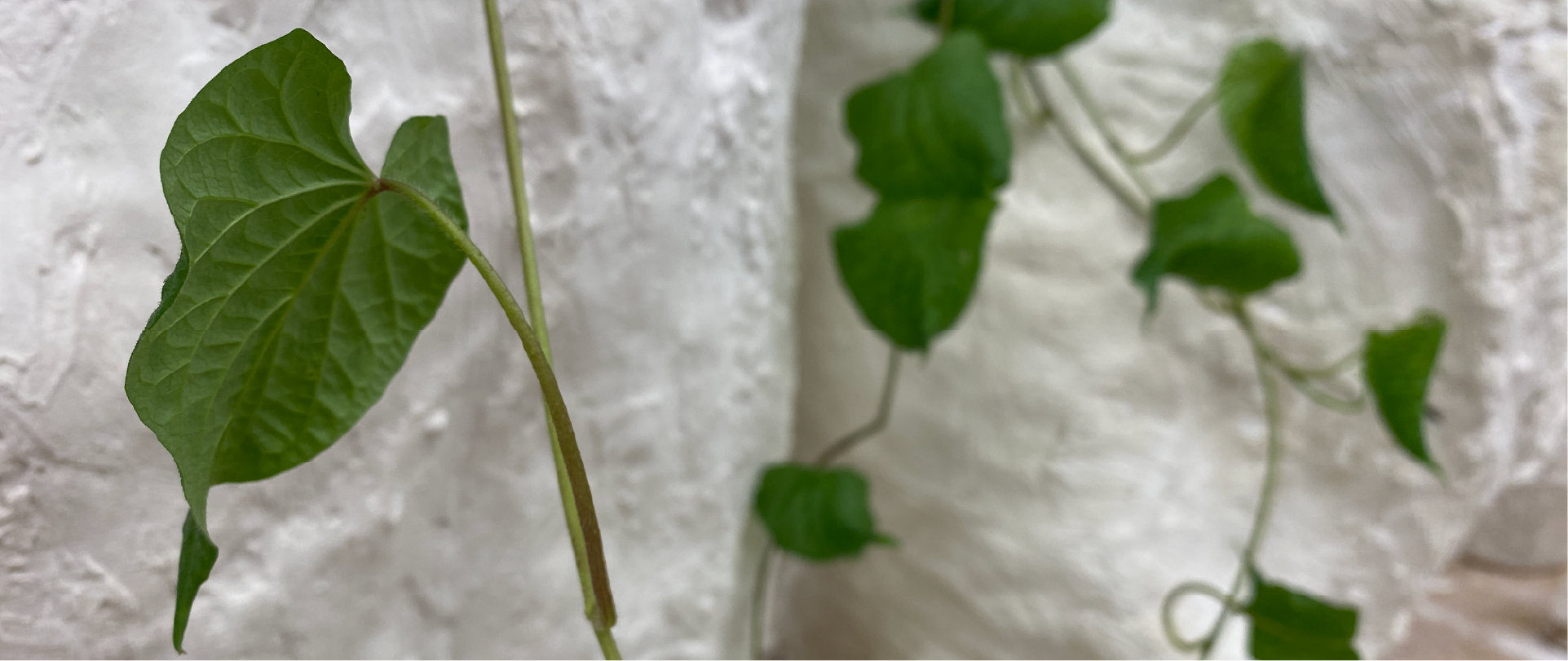 Green sweet potato vines are delicately draped over a curved structure made of plaster cloth. One leaf is in focus on the left half of the image while a small grouping of leaves is in the back and out of focus on the right side of the image