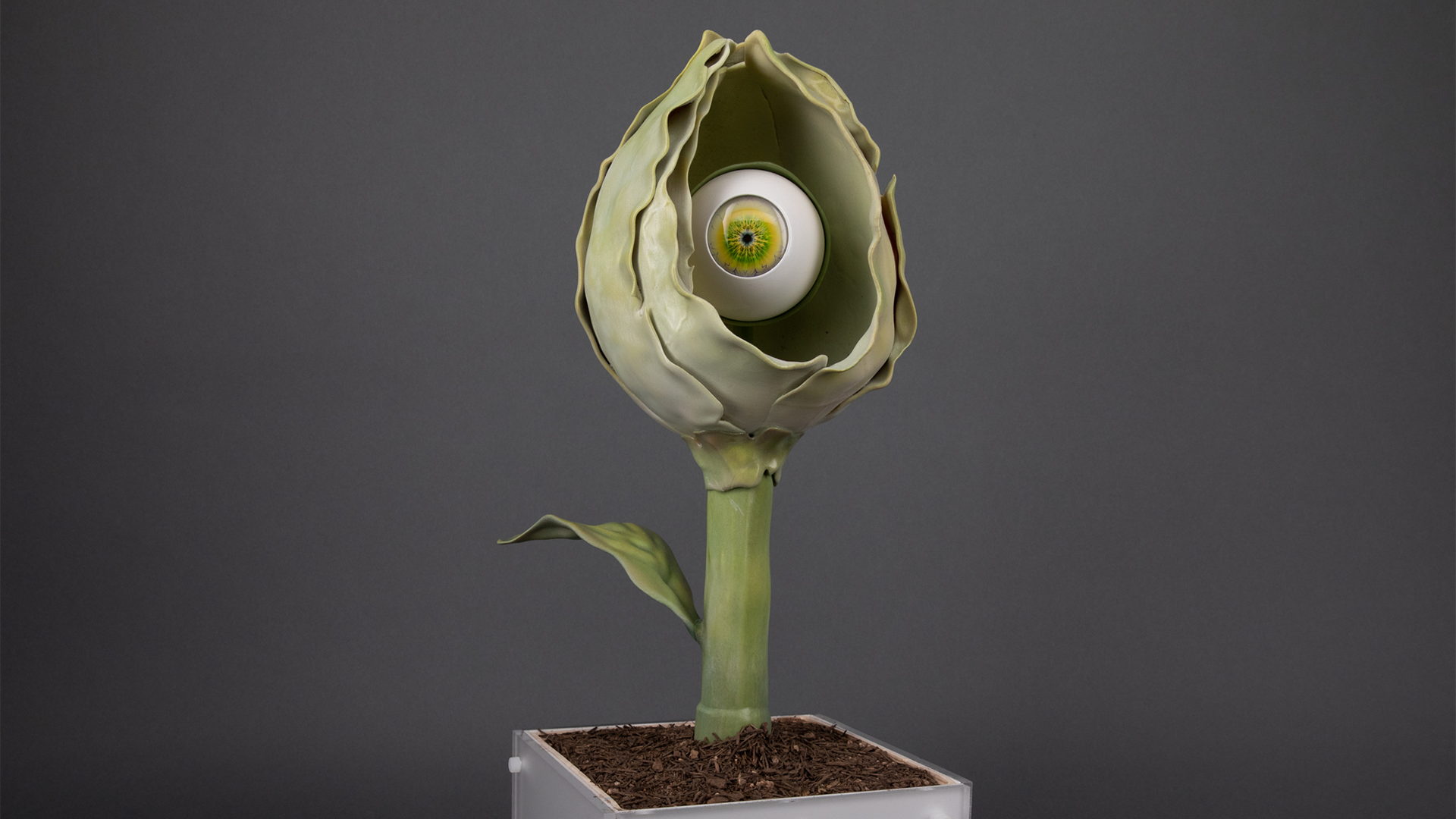 A fictional plant with a flower bud top and a big eyeball, representing an introverted person