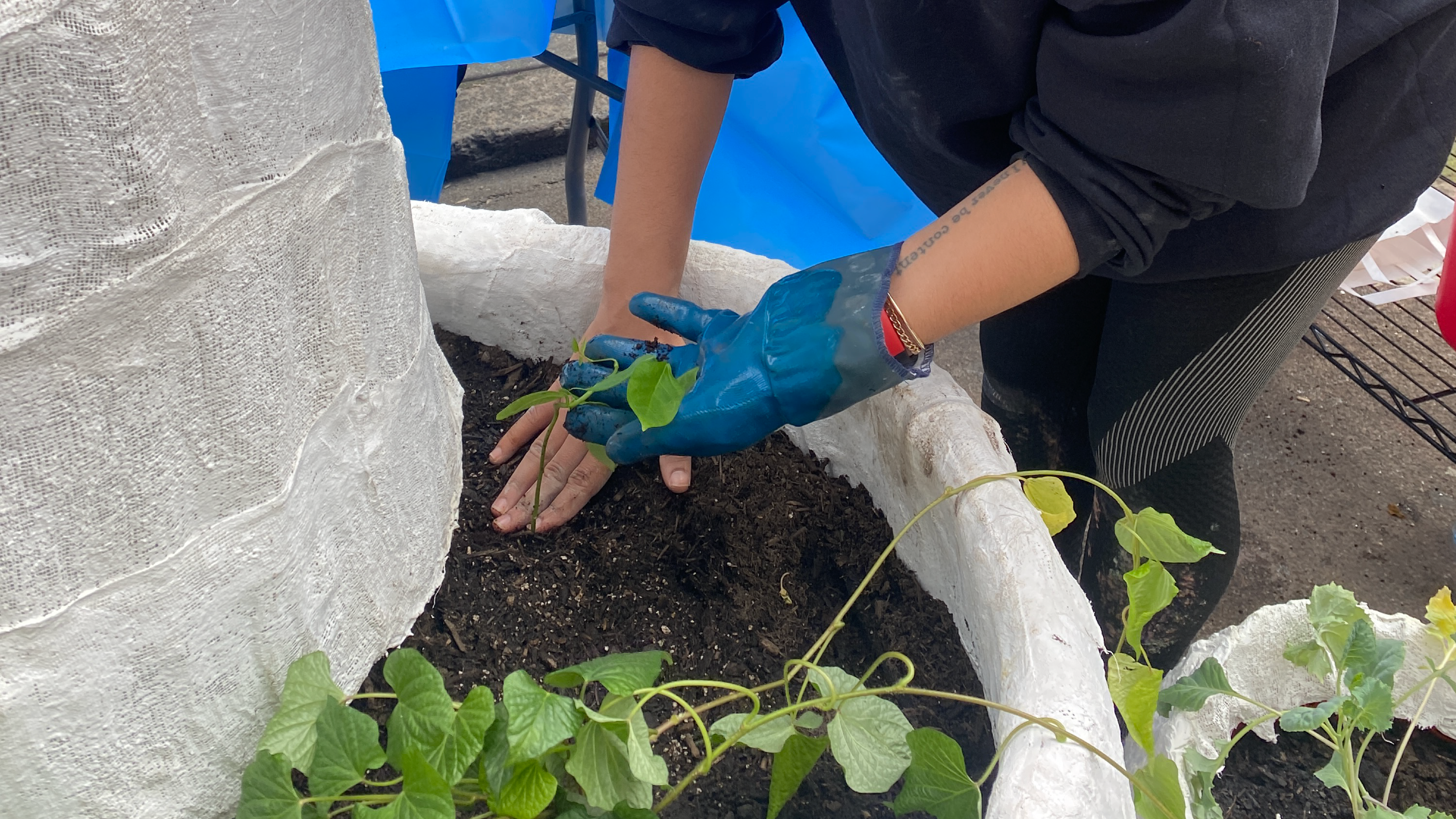 A pair of hands, one gloved one not, is gingerly holding a hull pea seedling. The gloved hand is supporting the leaves while the bare hand is patting the soil around the base of the roots.