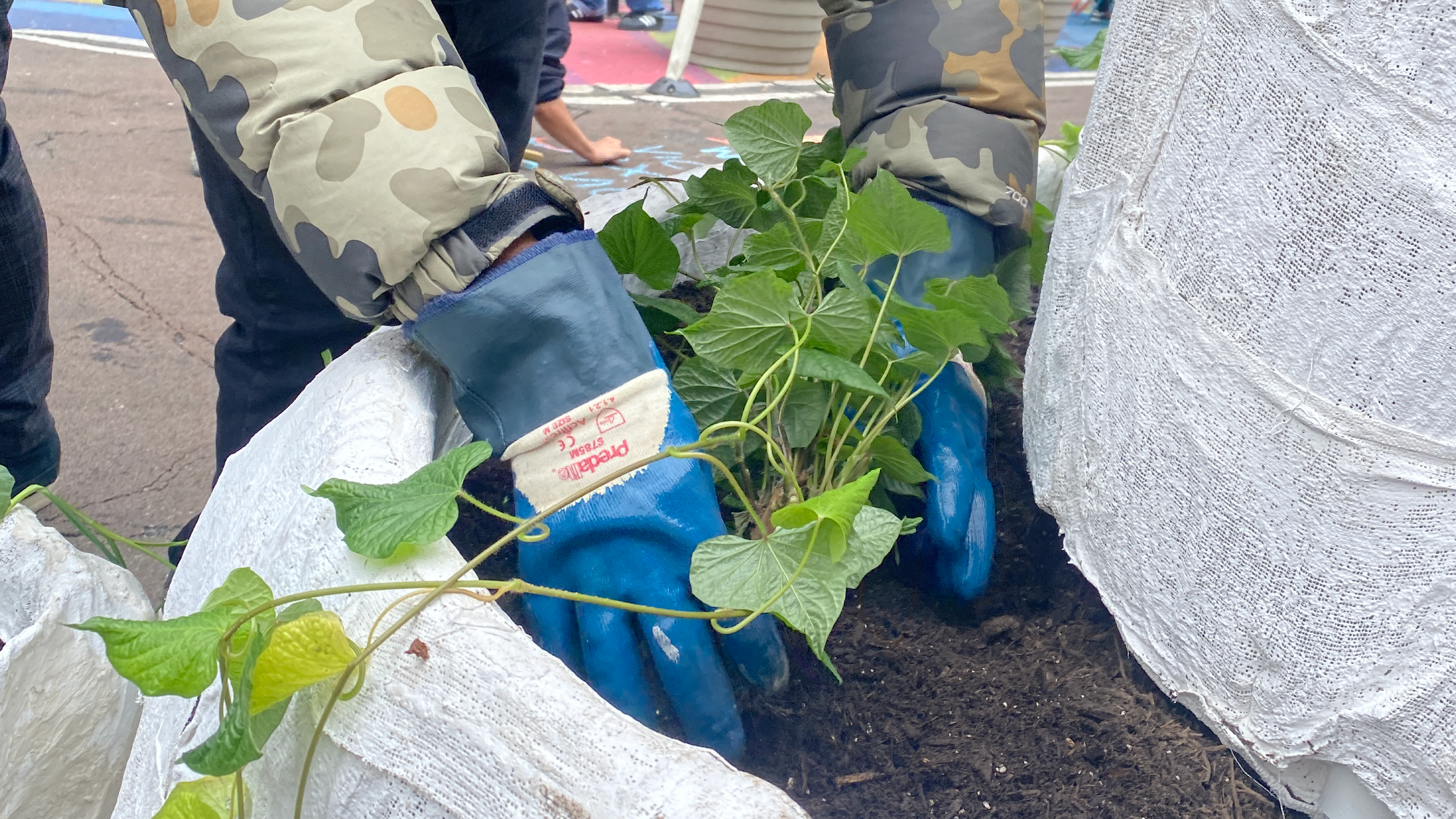 A pair of gloved hands is gently placing a sweet potato with many vines into a bed of soil inside a plaster garden bed