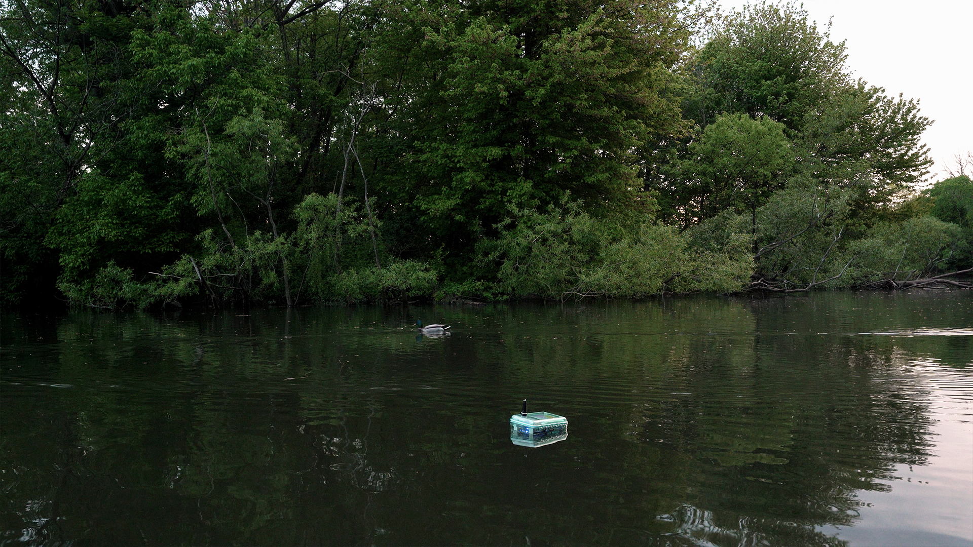 Bockey floating on water at Prospect Park Lake